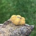 Ellipsocephalus vetustus